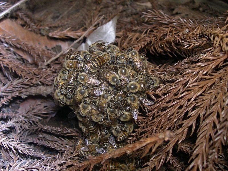 Japanese honeybees